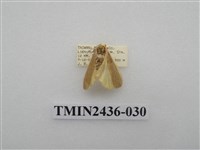 藏品(黃緣苔蛾)的圖片